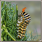 Chenille de Machaon